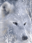 pic for White Wolf
